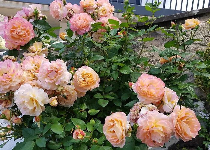 Gartenstudio Anila Appartement